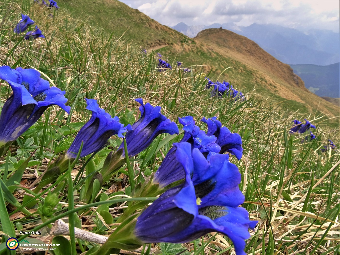 30 Diffusa fioritura di Gentiana acaulis (Genziana di Koch)  .JPG